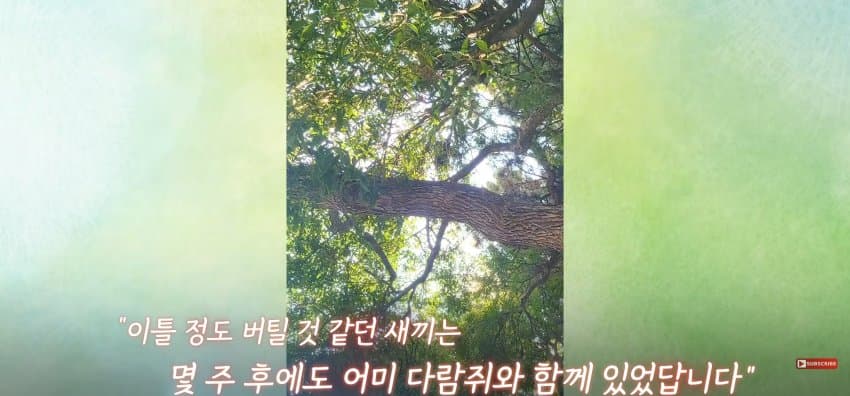 어미 다람쥐에게 갈곳 잃은 새끼 보여줬더니.. (29)