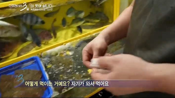 싱글벙글 다큐3일에 출연하는 반려 가오리 (4)