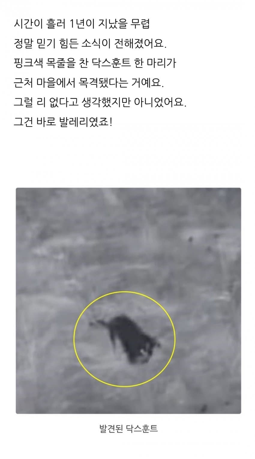 싱글벙글 야생에서 실종된 닥스훈트의 최후.. (2)