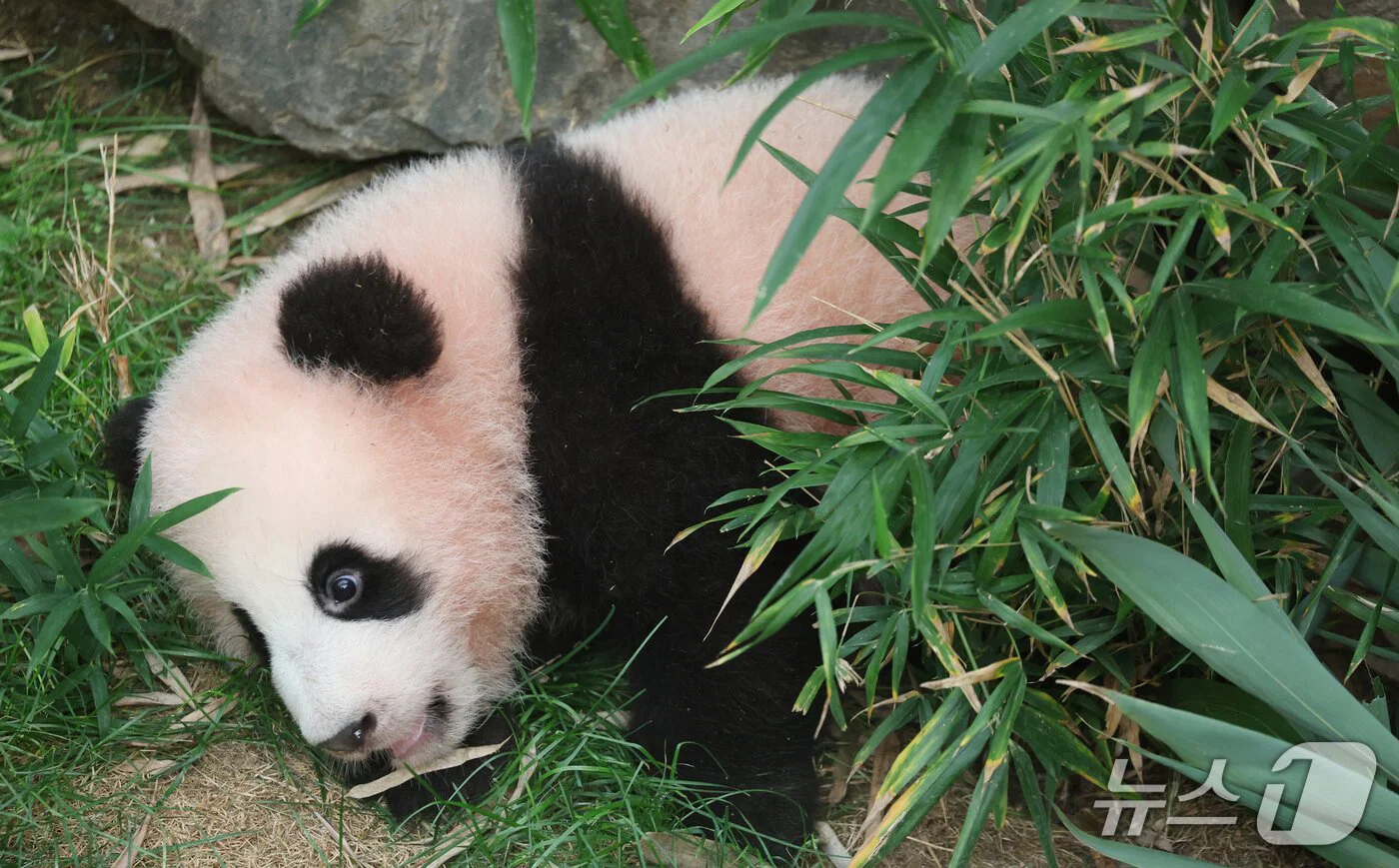 혼자서도 잘 노는 막둥이 슈바오🐼🩵 (8)