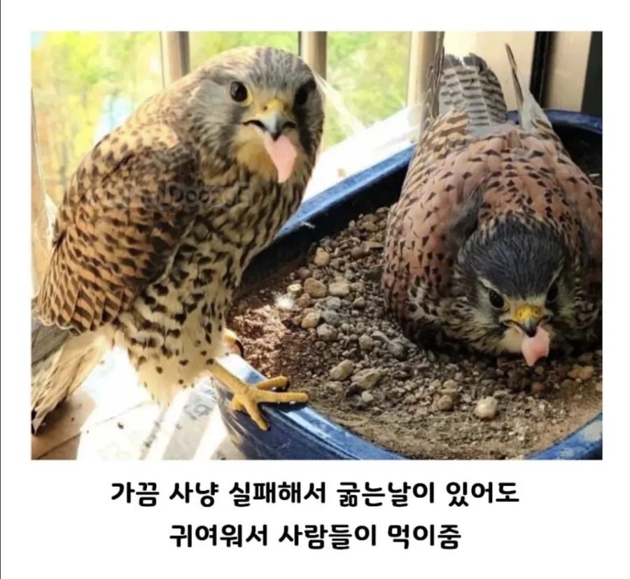아파트 덕에 번식력이늘어난 동물 (3)