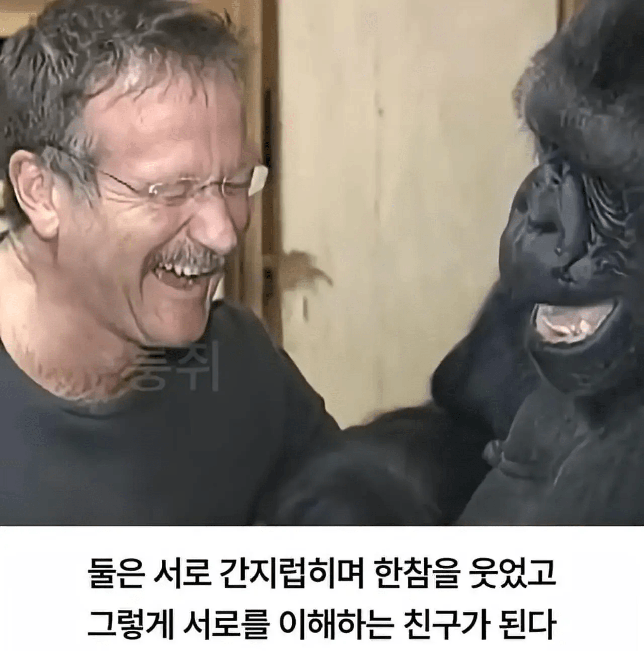 세계 최초로 수어를 이용해 인간과의 대화에 성공한 고릴라 (7)