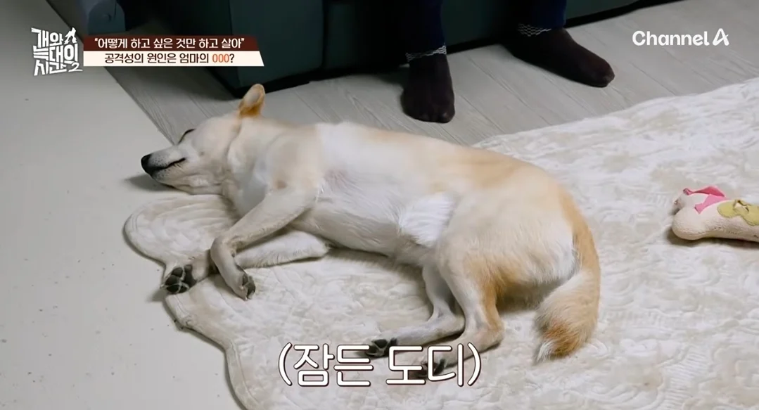 개늑시에 나오는 문제견 견주 특징