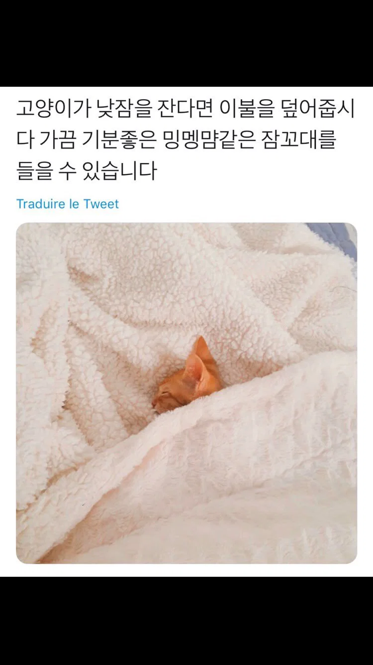 맘마를 맛있게 먹은게 분명한 아기냥이 (35)