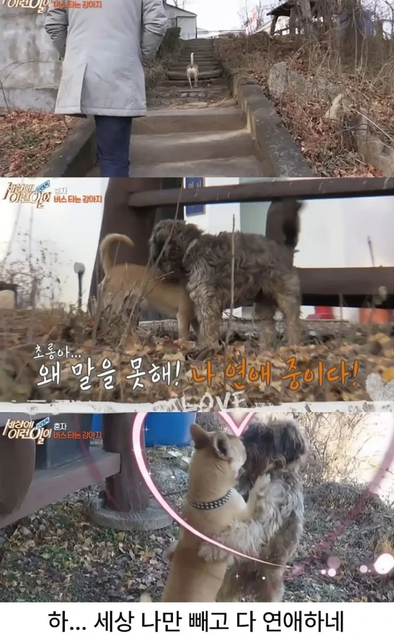 고전] 친구 만나러 혼자 버스타고 5km를 무임승차하는 초롱이
