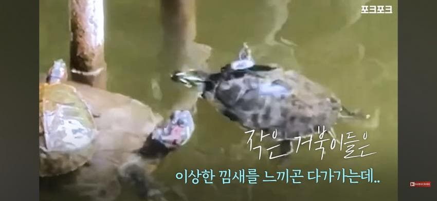감동감동 큰 거북 곤경에 처하자 작은 거북들,얘들아 모여! (5)