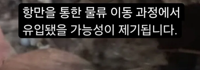 (바퀴사진주의) 어쩌다보니 한국 바퀴벌레를 응원하게 생긴 현재 부산 상황. (7)