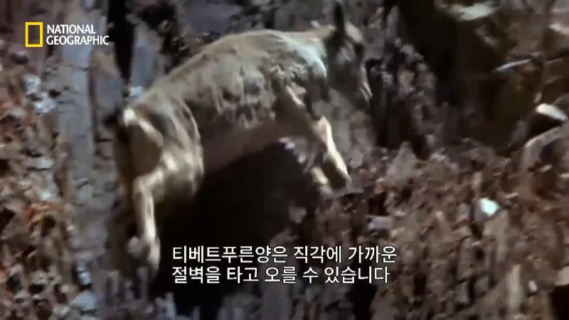 사냥 중 120m 절벽 아래로 떨어진 눈표범. jpg & YouT