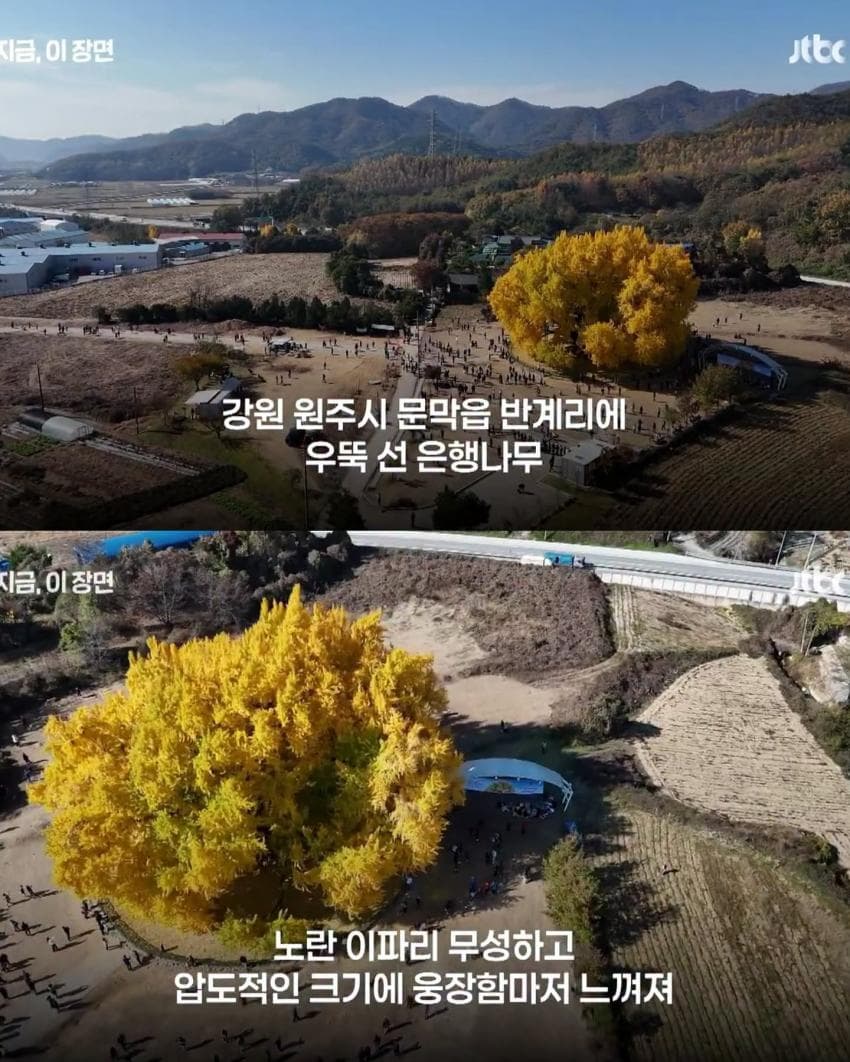 800살 은행나무 거짓으로 밝혀짐