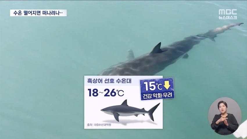 국민 상어 부캉이, 새끼 낳았나 (20)