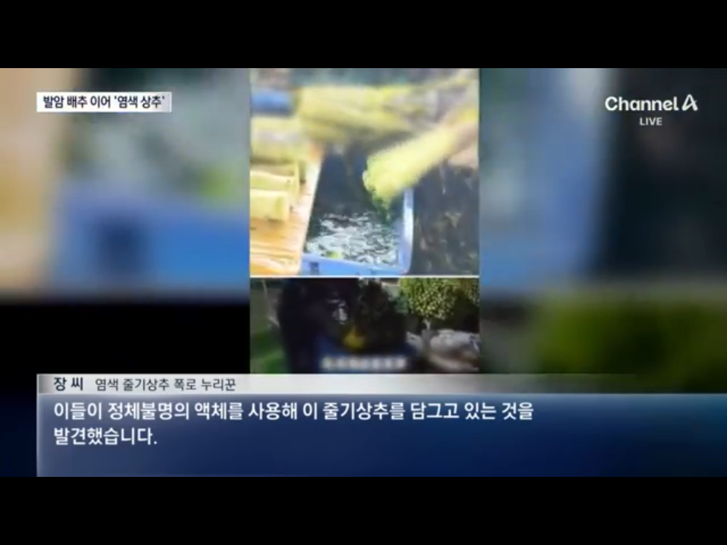 배추에 이어 염색상추 ㄷ ㄷ (2)