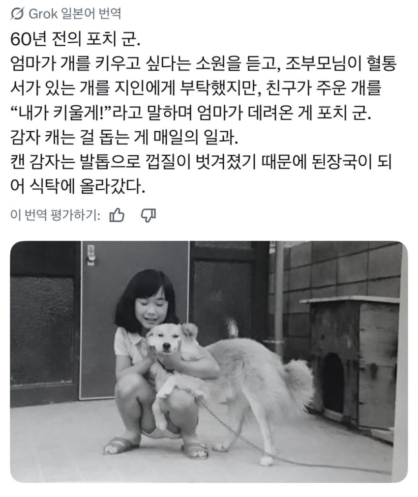 싱글벙글 너무 섞여서 잘 모르겠는 잡종견 사진집이 갖고 싶어 (12)