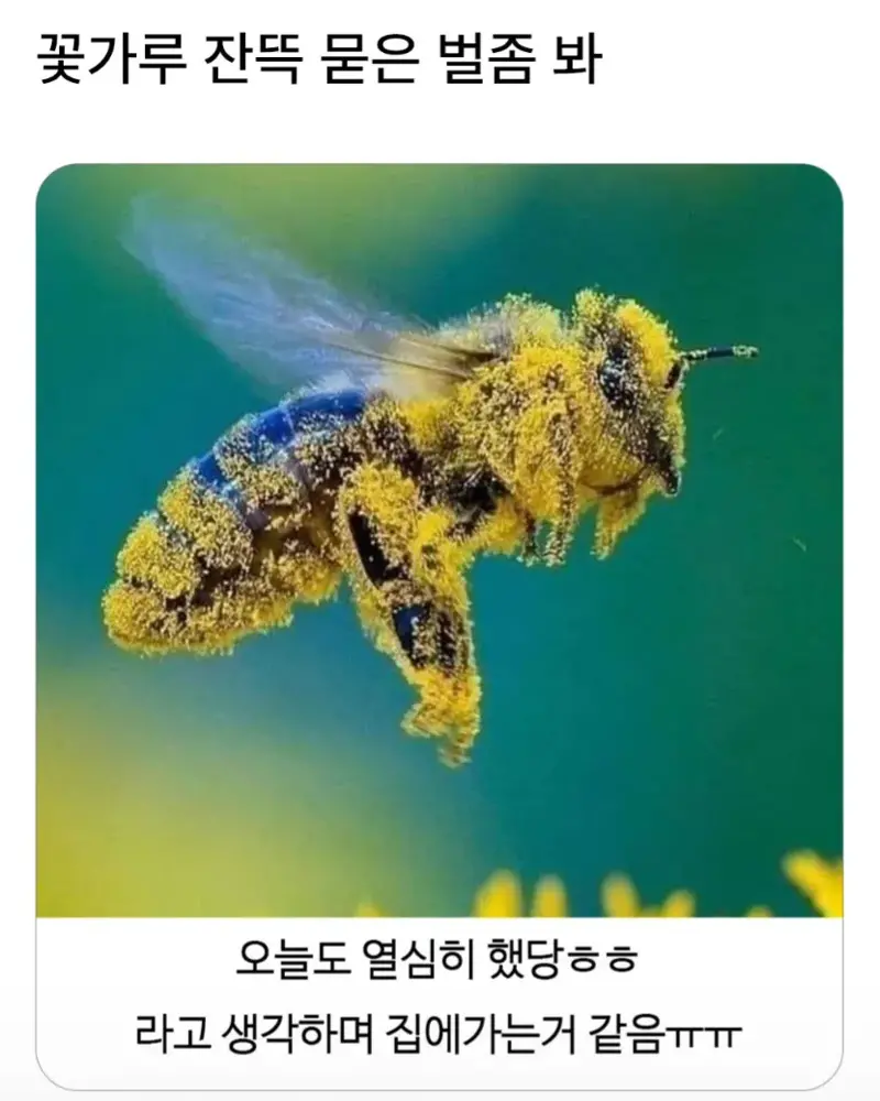꽃가루 잔뜩 묻은 벌좀 봐