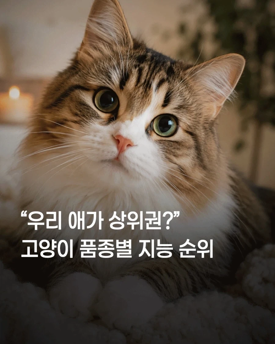 고양이 품종별 지능 순위 .jpg