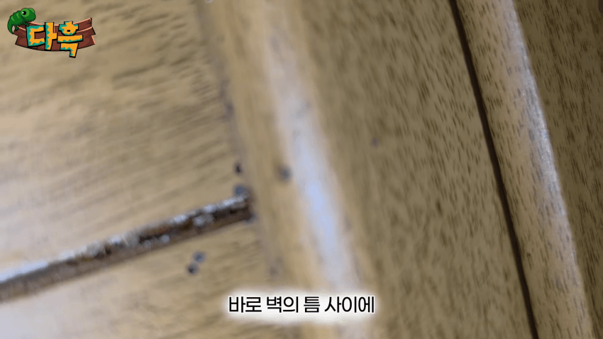 오싹오싹 부산 찜질방에 출몰해서 난리난 빈대(베드버그)상황 (16)