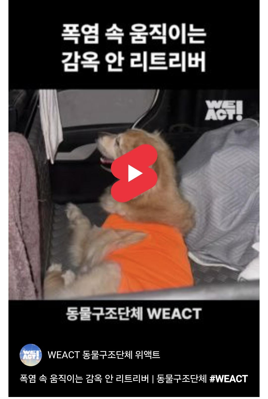 빡침주의) 폭염속 차 안에 살던 리트리버 카도 (19)