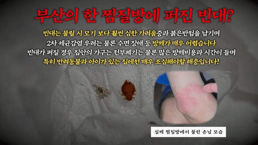 오싹오싹 부산 찜질방에 출몰해서 난리난 빈대(베드버그)상황