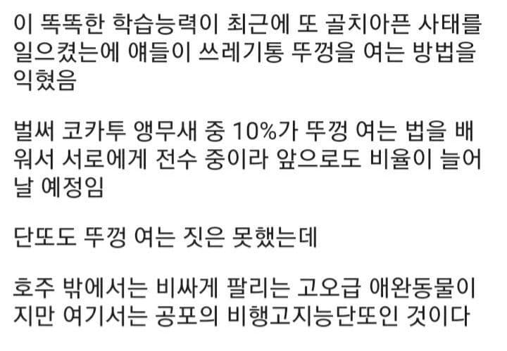 싱글벙글 플라잉스마트단또들에게 지배받는 호주 (8)