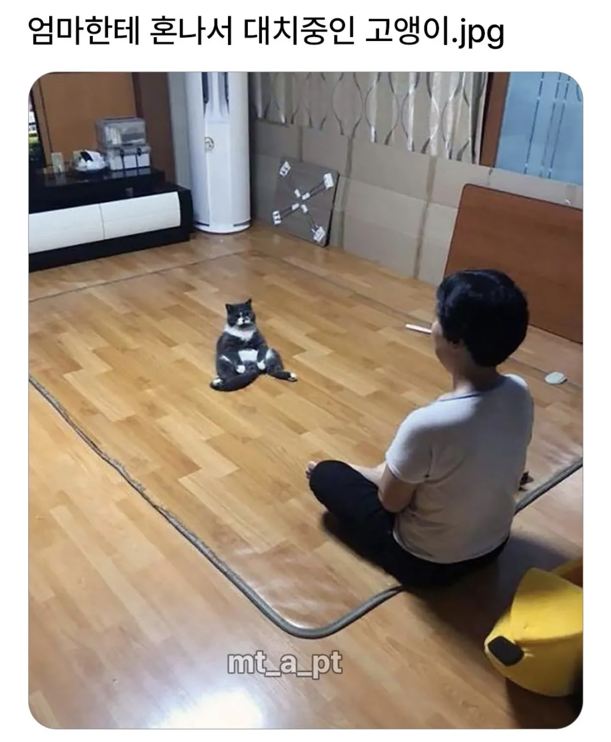엄마한테 혼나서 대치중인 고양이
