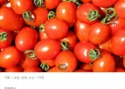 대추방울토마토 2kg 로얄과