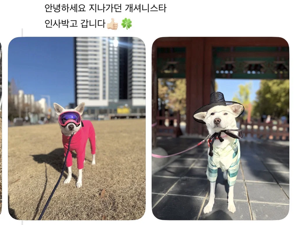 강아지 옷 샀는데 너무 과한가..? (3)