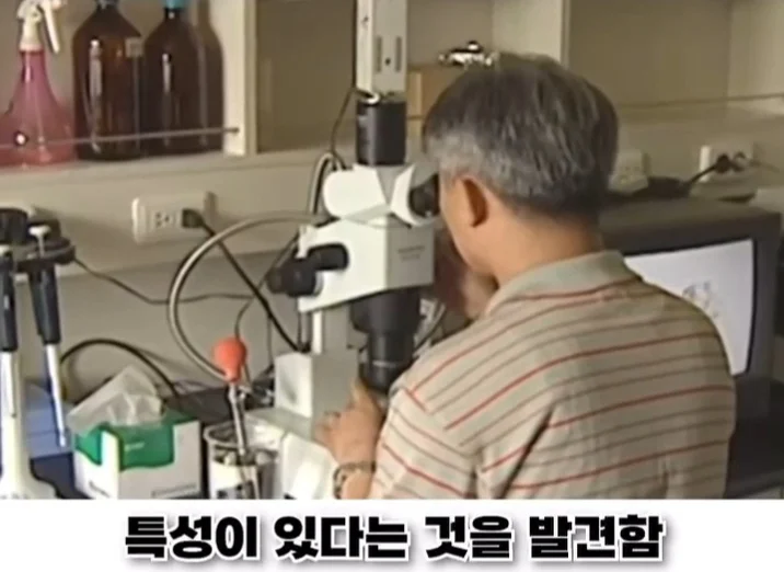 우리나라로 넘어온 바다의 무법자 불가사리의 최후 (25)