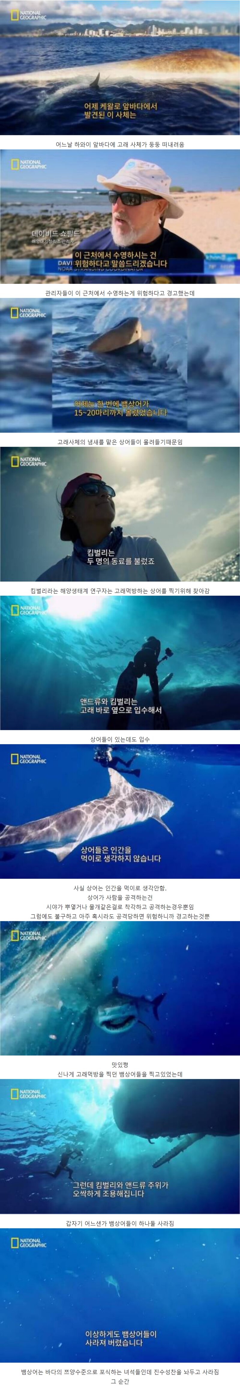 고래 먹방하던 상어들이 사라진 이유