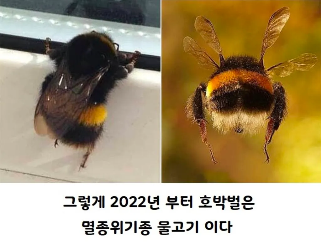 미국에서 물고기로 분류되는 호박벌