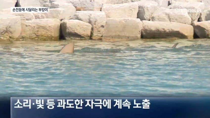 부캉이 보러... 결국 누적 100만명 돌파 (20)