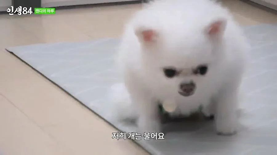 기안84 : 저희 개는 물어요