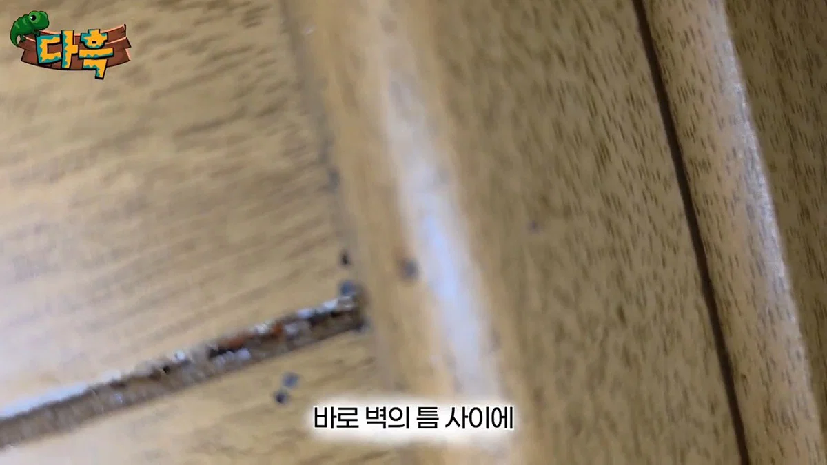 부산 찜질방 빈대 이슈 업로드한 유튜버 다흑... (33)