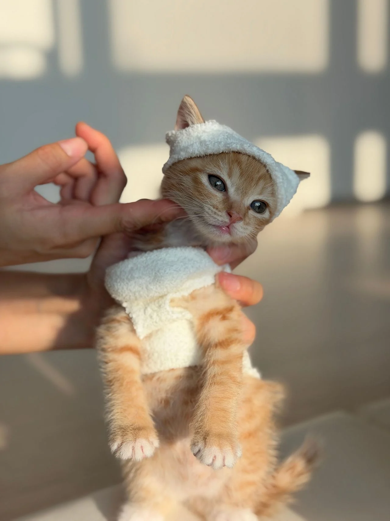 다이소 산 옷을 입는 고양이 (2)