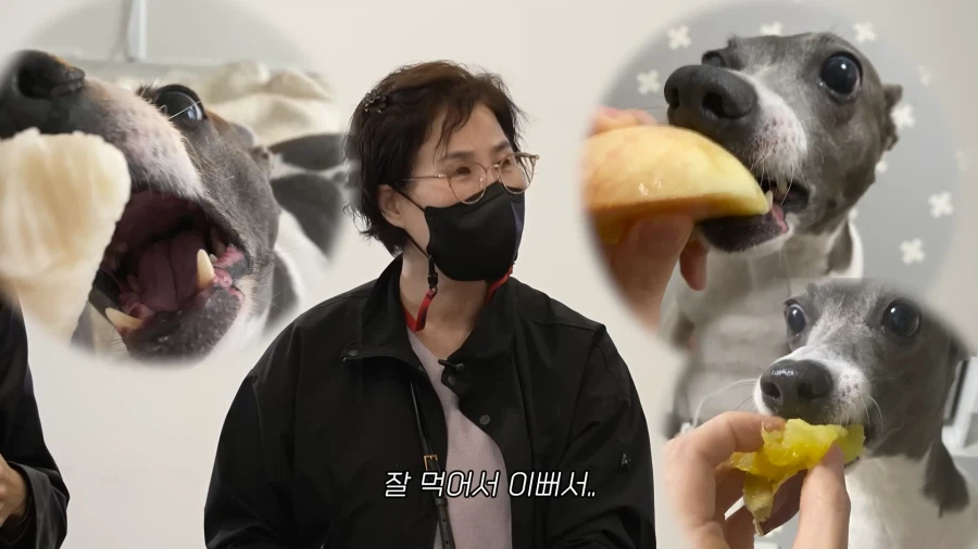 개가 살찐 이유 (13)