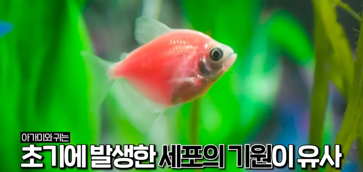 사람의 귀가 아가미에서 진화했다?