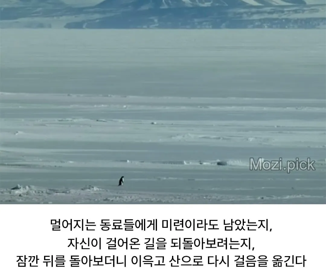 모든 펭귄이 바다로 갈 때, 혼자 산으로 가는 펭귄