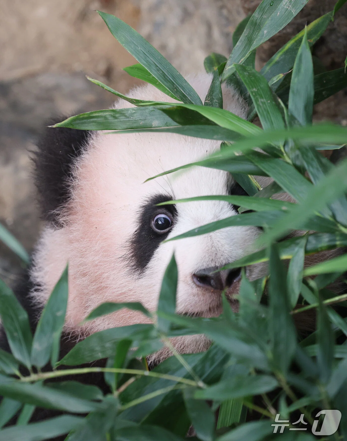 혼자서도 잘 노는 막둥이 슈바오🐼🩵