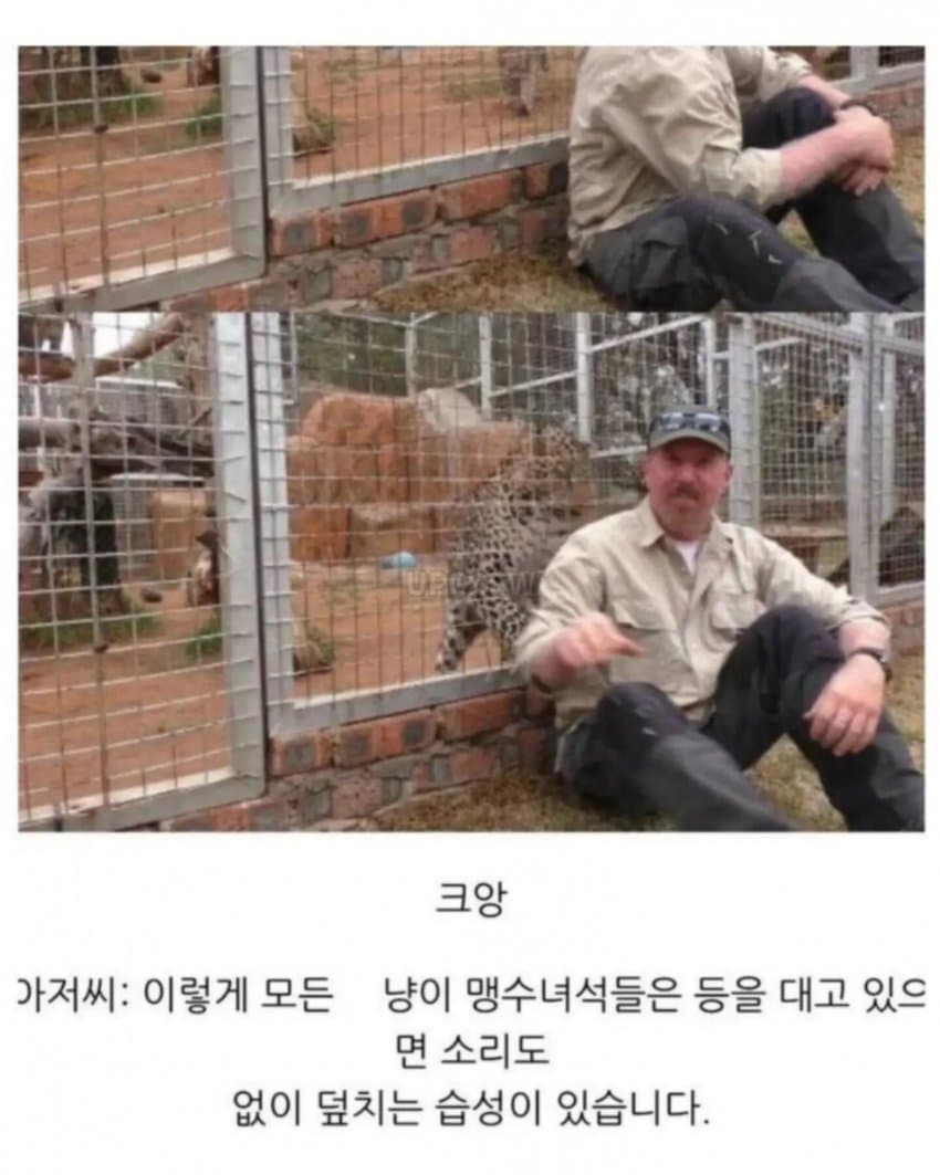 의외로 공식적으로 인간을 공격한적이 없는 맹수 (7)
