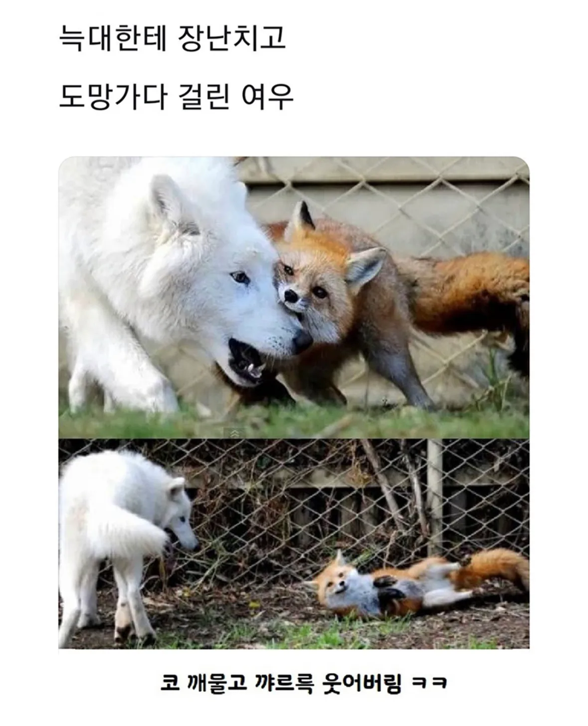 나 잡아 봐라 까르륵~