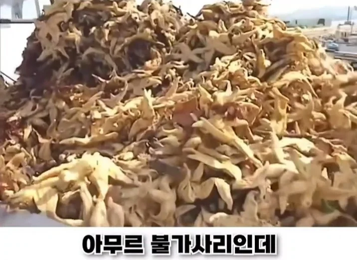 우리나라로 넘어온 바다의 무법자 불가사리의 최후 (2)