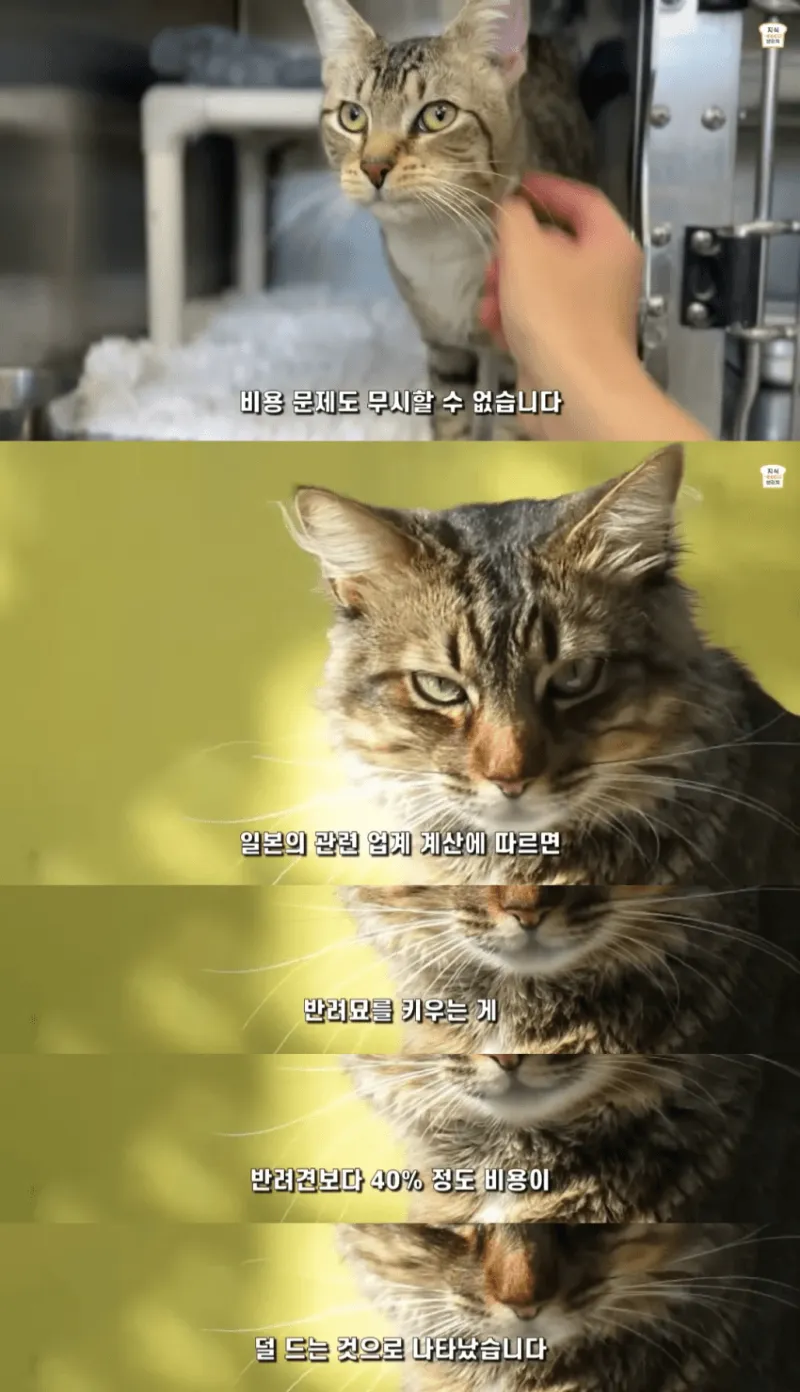 일본인들이 개보다 고양이를 더 많이 키우는 이유