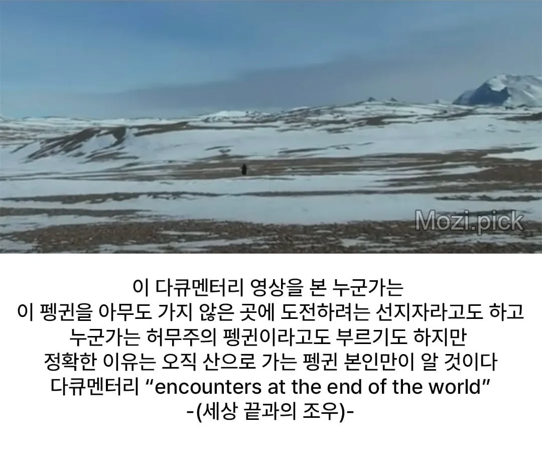 모든 펭귄이 바다로 갈 때, 혼자 산으로 가는 펭귄