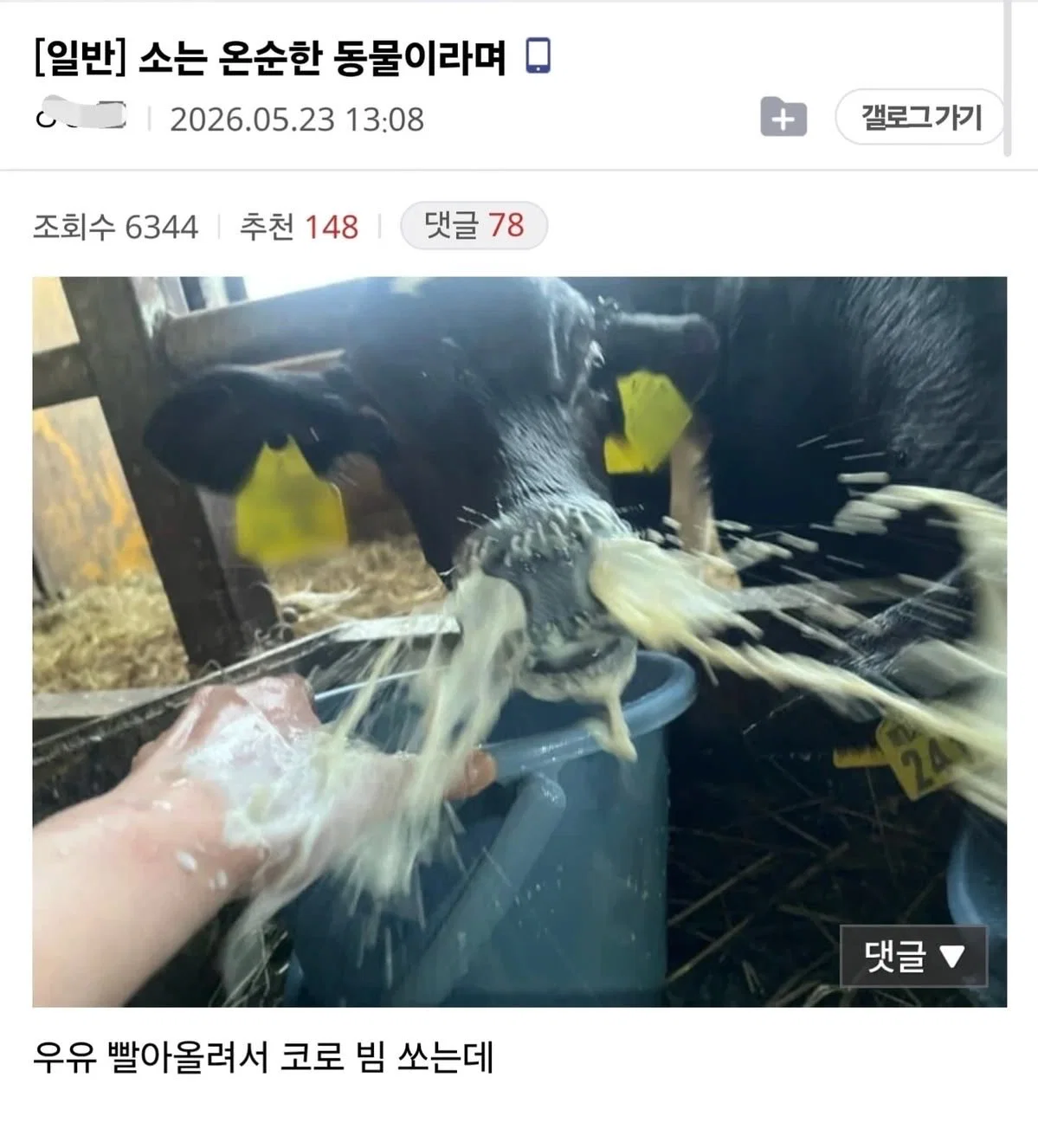 미용실 보냈는데 푸들이 실종되고 아기양으로 돌아왔습니다 (55)
