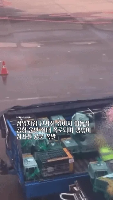 짐짝처럼 던져진 강아지 이동장 공항 운반 실태.......