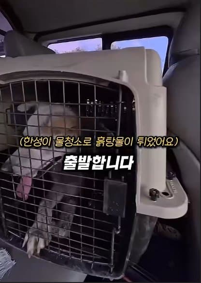 평생 목욕 한번 안 해본 차고지 지킴이 2살 한성이의 생애 첫 목욕대작전 (19)
