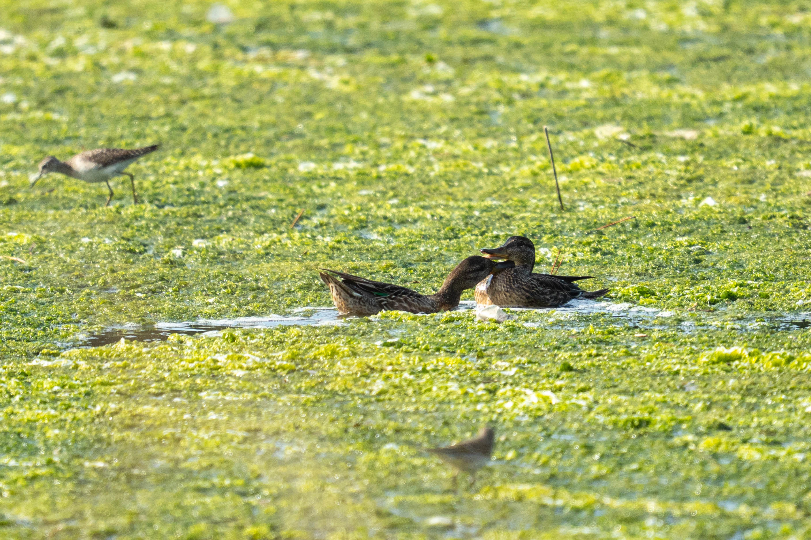 500mm 광각새찍 투척 (11)