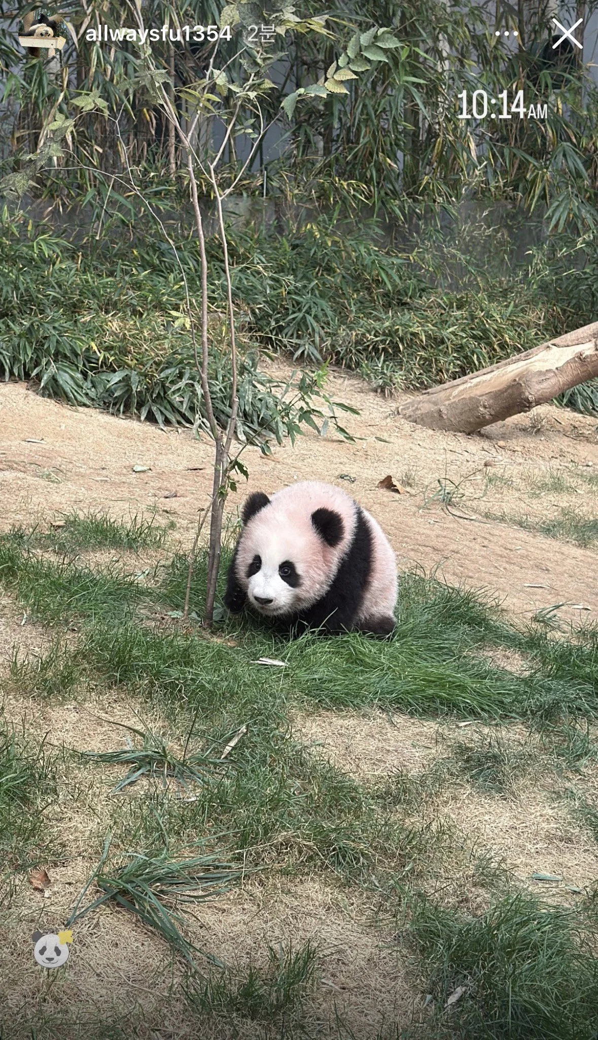 오늘 정식 데뷔한 슈바오🐼🩵 (5)