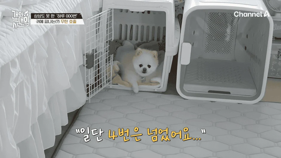 [#개와늑대의시간2] _저 같아도 물 것 같._ 하루에 개를 462번 부르는 보호자!_😨🚨 (귀에 딱지 앉을 듯.)🤕🐕 _ 개와 늑대의 시간2 17회 15-47 screenshot.png
