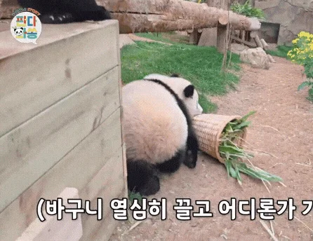 맘에 드는건 무조건 끌고가는 후이바오 🐼 🩷 (3)
