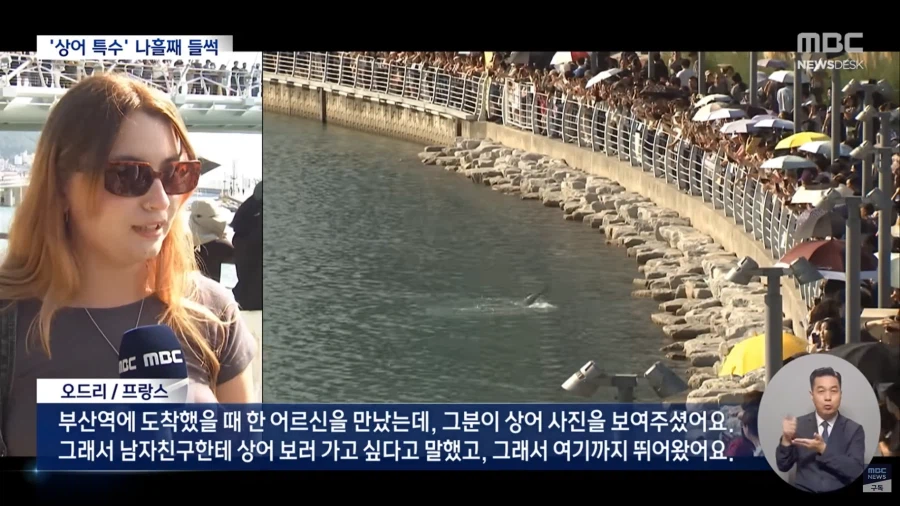 이젠 외국인들도 상어 보러 감