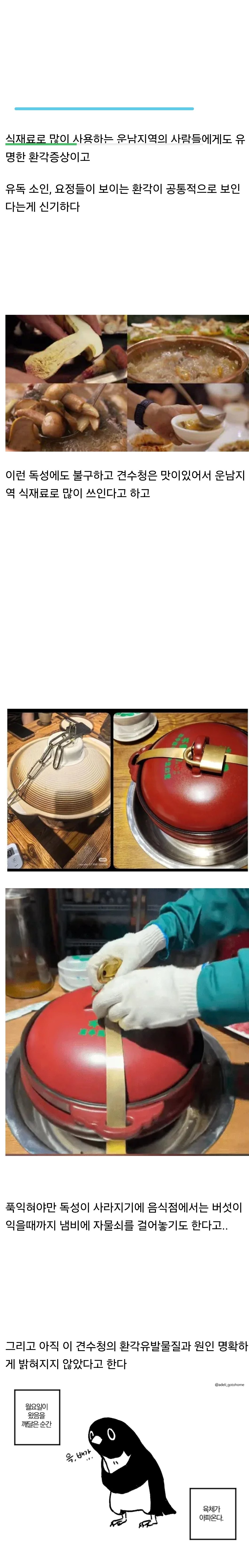 먹으면 요정을 볼 수 있다는 중국의 독버섯 (3)